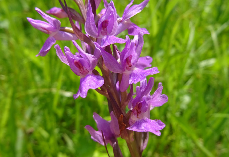 Dactylorhiza traunsteineri ?